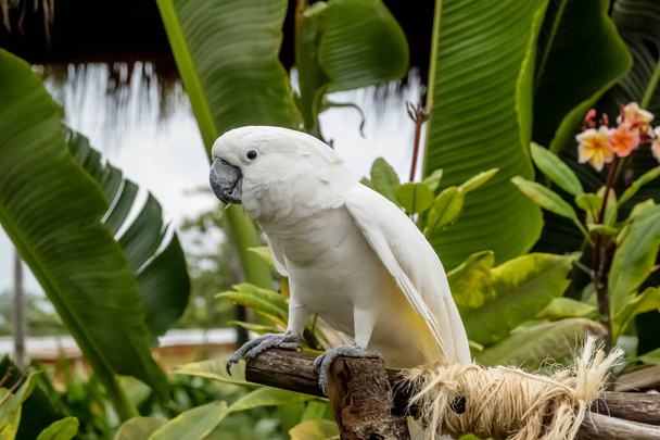 Tętniąca życiem papuga oślepia turystów, dodając plamy koloru do karaibskich zakupów. Żywa scena rozwija się, gdy turyści odkrywają lokalne sklepy na wakacjach - Zdjęcie, obraz