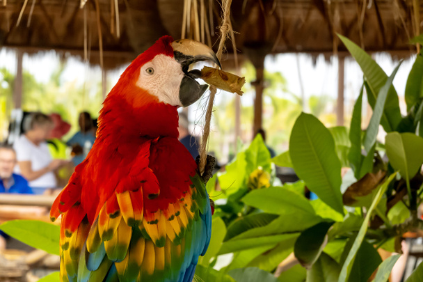 Vilkas papukaija häikäisee turisteja, lisäämällä tilkka väriä Karibian ostoksia. Vilkas kohtaus avautuu lomailijoiden tutkiessa paikallisia myymälöitä lomallaan - Valokuva, kuva
