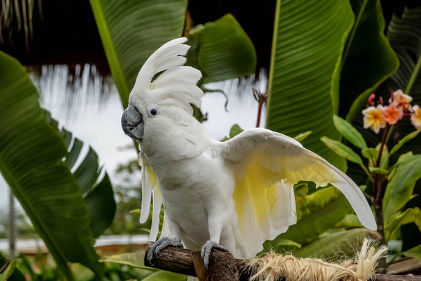 Živý papoušek oslňuje turisty, přidává karibským nákupům barevné skvrny. Živá scéna se odehrává, jak rekreanti prozkoumávají místní obchody na své dovolené - Fotografie, Obrázek