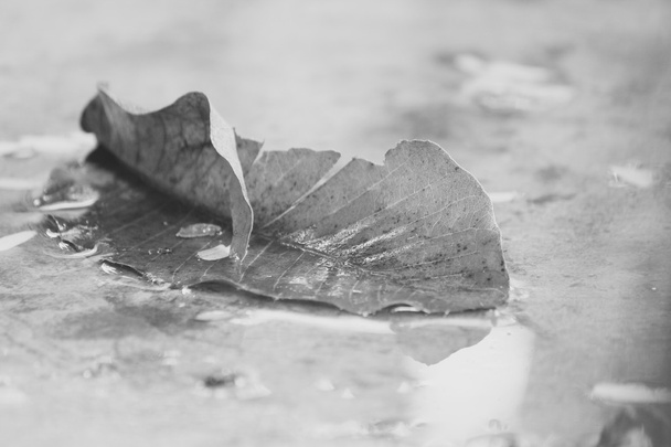 getrocknete Blätter - Foto, Bild