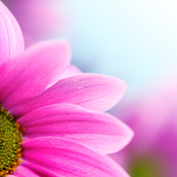 roze chrysant - Foto, afbeelding
