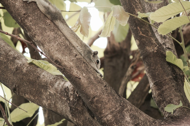 Wiewiórka na drzewie - Zdjęcie, obraz