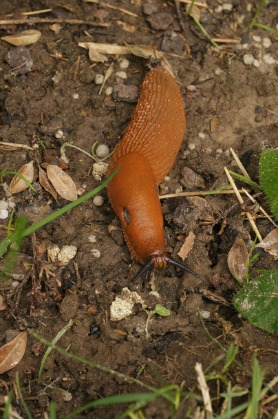 Natural vertical closeup on the European large red slug, Arion rufus on the ground - Photo, Image