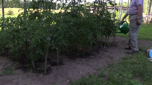 Jardinero hombre con regadera puede regar plantas de tomate maduras en la granja
 - Metraje, vídeo