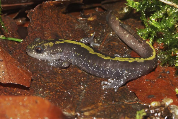 Natural closeup on a yellow striped long-toed salamander , Ambystoma macrodactylum from Coastal Mid-Oregon - Photo, Image