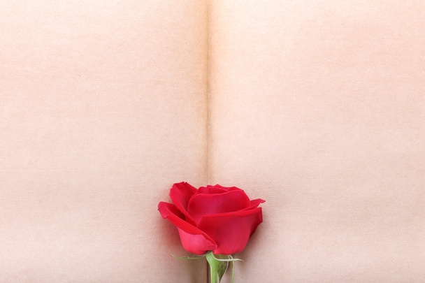 デザインの白紙ページに赤いバラの花 - 写真・画像
