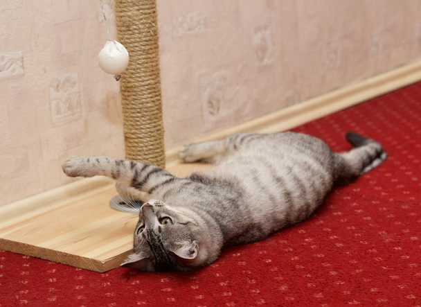 Jugar gato en un violeta rosa fondo doméstico, gato curioso, gato doméstico, pequeño gato jugando con pelota en el apartamento, gato divertido en un apartamento
 - Foto, imagen