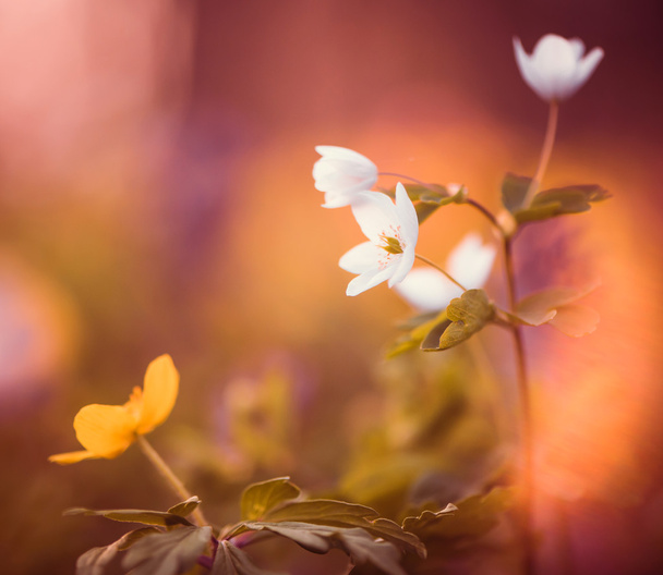 jarní lesní květiny - Fotografie, Obrázek