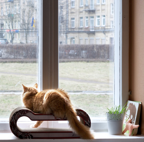 Кот, выглядывающий из окна на улицу на закатном теплом фоне, домашняя кошка, кошка дома
 - Фото, изображение