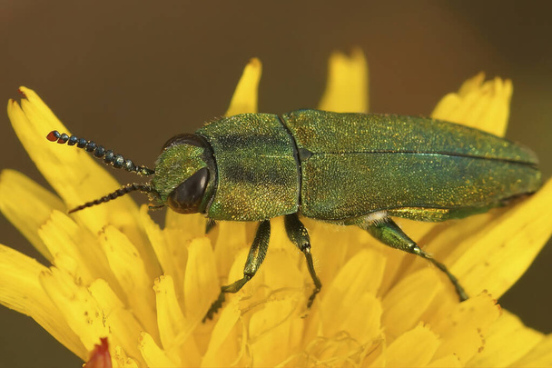 Detailed closeup on a colorful jewel beetle from the Gard, Anthaxia hungarica sitting on a yellow flower - Photo, Image