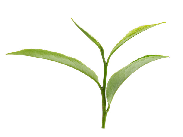 зеленый лист чая изолированы на белом фоне - Фото, изображение