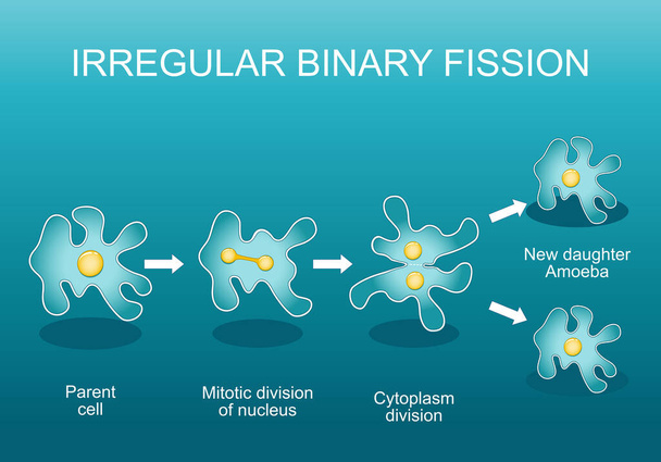 Irregular binary fission in amoeba. Asexual reproduction. Cell division. Evolutionary adaptation. Vector poster. Isometric Flat illustration. - Vector, Image