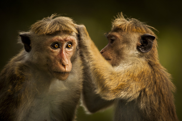 Apina SriLankassa
 - Valokuva, kuva