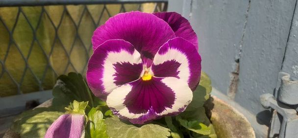 Pancy or Garden Pancy es una planta con flores híbridas de la familia Violaceae. Se cultiva principalmente como flor de jardín. También es conocido Viola, Viola Tricolor, Hortensis y Wild Pancy. - Foto, Imagen