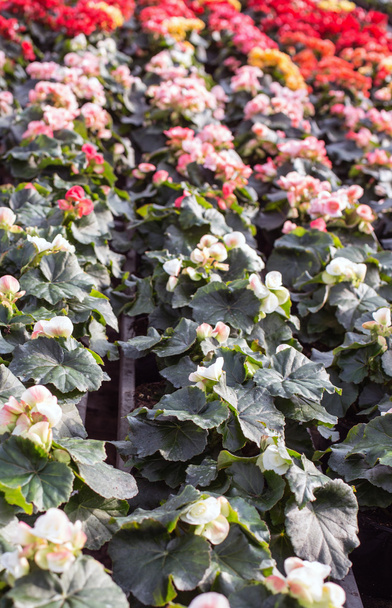 φυτών και λουλουδιών για να πωλούν σε θερμοκήπιο σε άνοιξη - Φωτογραφία, εικόνα