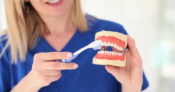 Dentiste démontre la technique pour nettoyer les dents à l'aide d'une brosse à dents sur la mâchoire simulée au ralenti. Mettre l'accent sur les mesures contre les caries et les maladies dentaires - Séquence, vidéo