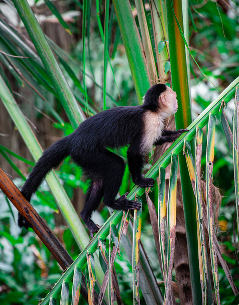 Kosta Rika 'daki ağaçta Beyaz Yüzlü Maymun - Fotoğraf, Görsel