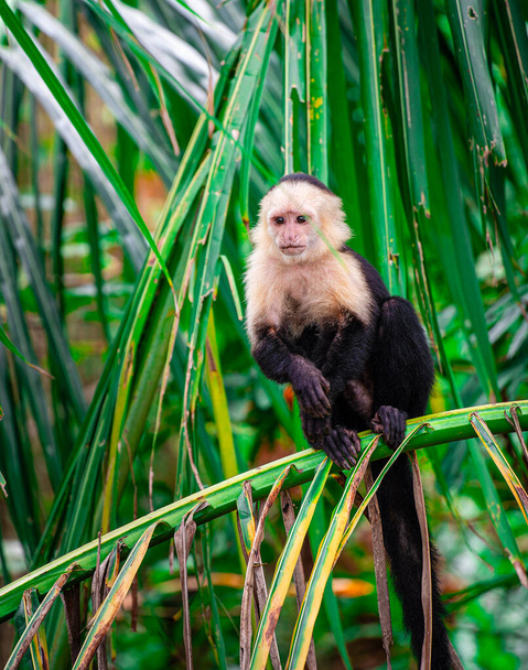 Scimmia faccia bianca sull'albero in Costa Rica - Foto, immagini
