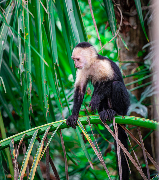 Macaco de cara branca na árvore na Costa Rica - Foto, Imagem