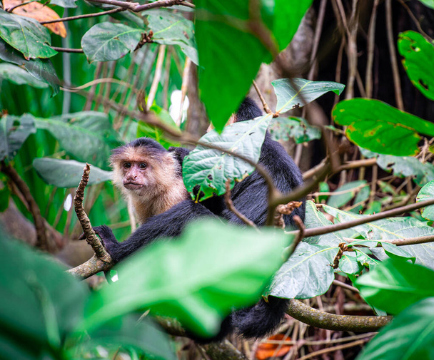 Біла мавпа на дереві в Коста-Риці - Фото, зображення
