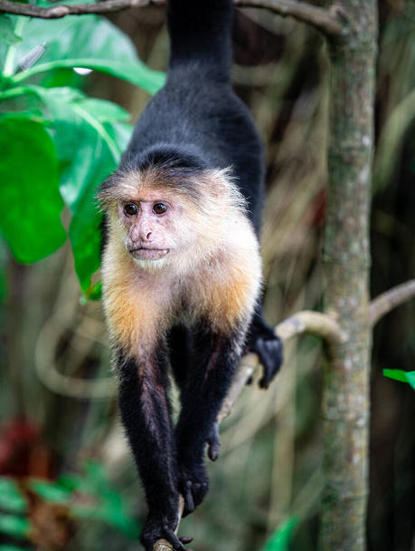 Kosta Rika 'daki ağaçta Beyaz Yüzlü Maymun - Fotoğraf, Görsel
