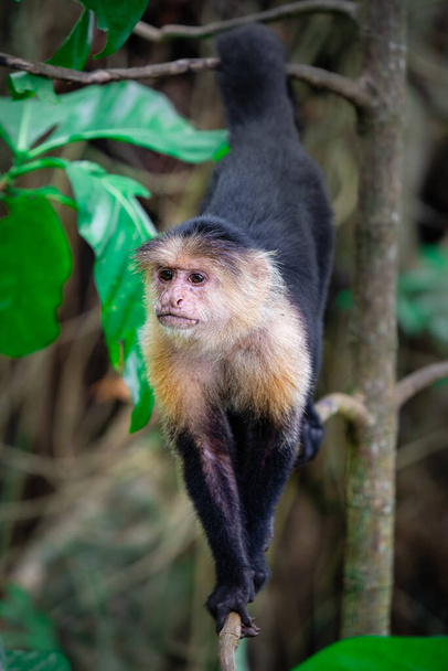 Біла мавпа на дереві в Коста-Риці - Фото, зображення