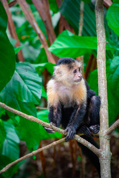 Белая обезьяна на дереве в Коста-Рике - Фото, изображение