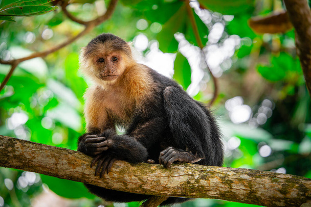 Белая обезьяна на дереве в Коста-Рике - Фото, изображение