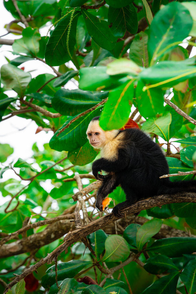 Mono Cara Blanca en el árbol en Costa Rica - Foto, Imagen