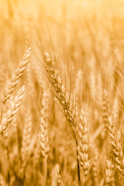 Wheat field with fully ripe spikelets - Photo, Image