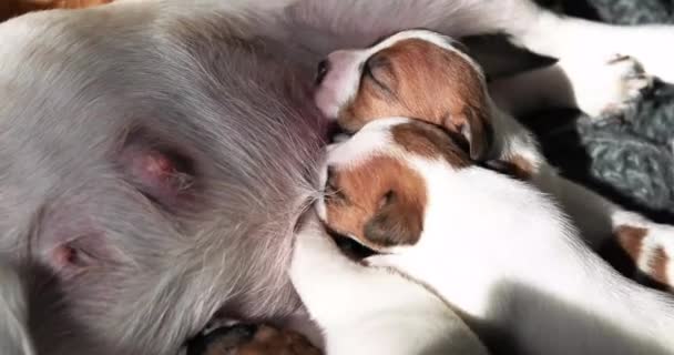Neugeborener Jack Russell Terrier Welpe auf der Suche nach einem Brustwarzen von seiner Mutter - Filmmaterial, Video