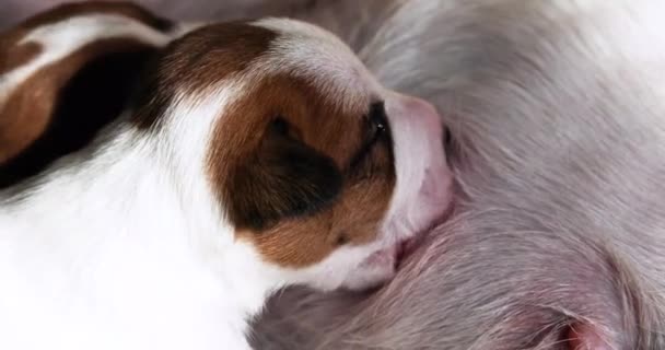  Yeni doğmuş Jack Russell Terrier yavrusu annesinin meme ucunu ıslatıyor. - Video, Çekim