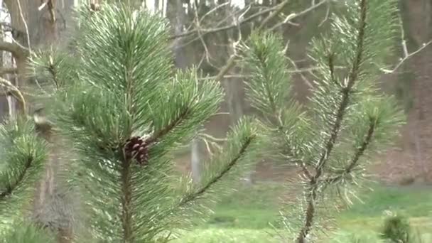 aardige kegel op een tak van een groenblijvende boom - Video