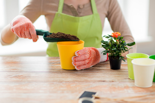 close up of woman hands planting roses in pot - Foto, imagen
