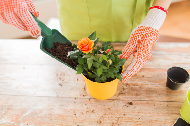 close up of woman hands planting roses in pot - Fotó, kép