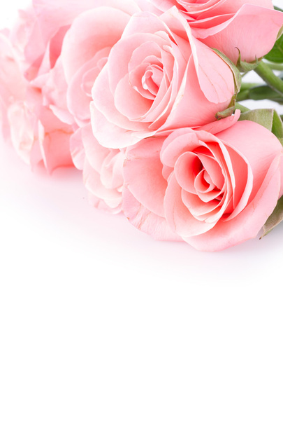 vaaleanpunainen ruusu kukka valkoisella taustalla - Valokuva, kuva