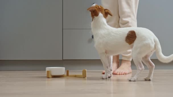 Mujer poniendo tazón de comida con pienso para su perro en el suelo en la cocina, Perro hambriento, Alimentación animal y cuidado de mascotas - Imágenes, Vídeo