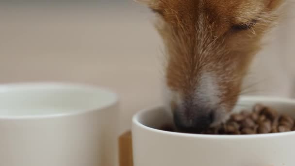 Hond die droog voedsel eet uit een witte kom op de vloer in de keuken, Hongerige hond, Diervoeding en verzorging van huisdieren - Video
