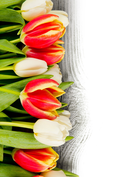 Tulip blooms - Фото, изображение