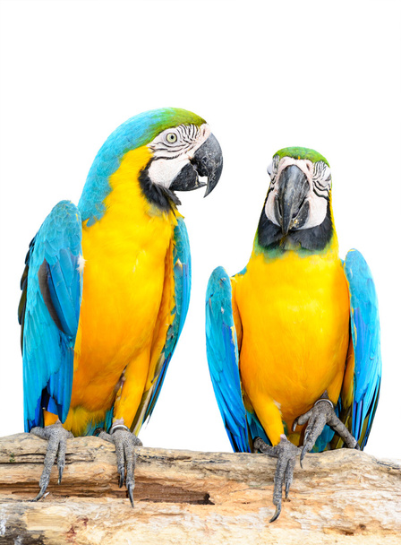Colorful blue parrot macaw isolated on white background - Foto, Bild