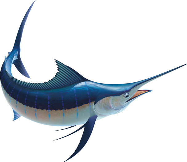 Blue marlin ryb - Wektor, obraz