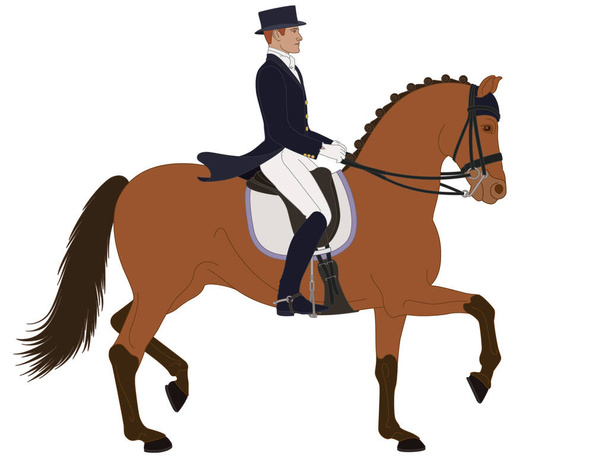 ujeżdżenie konne, koń wyższego poziomu z męskim jeźdźcem w formalnej sukience odizolowany na białym tle - Wektor, obraz