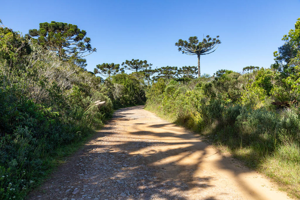 Trail in Araucaria forest, Cambara do Sul, Rio Grande do Sul, Brazil - Photo, Image