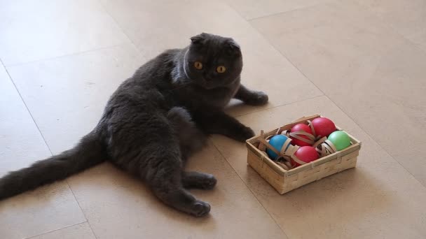Gatto britannico che gioca con le uova di Pasqua
 - Filmati, video