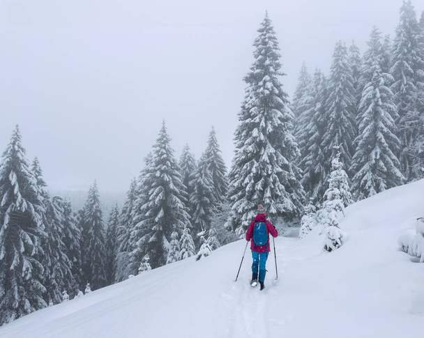 Schöne und aktive Seniorin beim Wandern mit Schneeschuhen im Tiefschnee im Hochhaedrich Bregenzerwald in Vorarlberg, Österreich - Foto, Bild