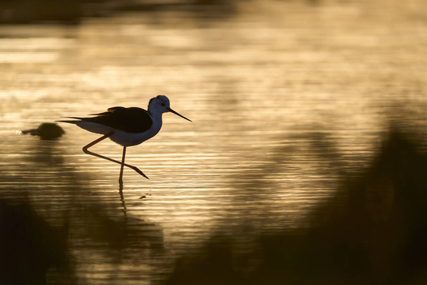 Black-winged Stilz sea bird in its natural habitat in the wetlands of Isla Christina, Andalusia, Spain - Photo, Image