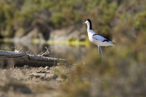 Černokřídlý mořský pták Stilz ve svém přirozeném prostředí v mokřinách Isla Christina, Andalusie, Španělsko - Fotografie, Obrázek