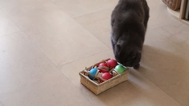 Британская кошка играет с пасхальными яйцами
 - Кадры, видео