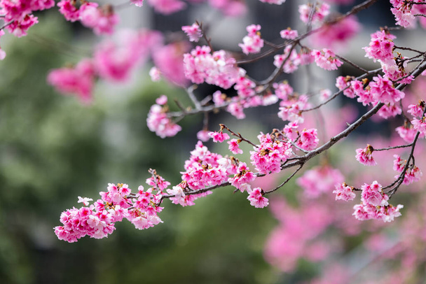 Rose fleur de cerisier de printemps sur l'arbre - Photo, image