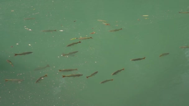 рыба плавает в изумрудно-зеленого цвета, спокойная тропическая река близ Бонито в Бразилии, популярное место для путешествий и спа для отдыха. - Кадры, видео